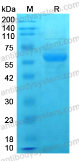 Recombinant SARS-CoV-2 RBD (XDV.1) Protein, C-Fc