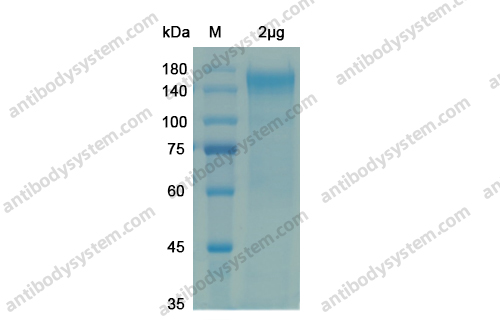 Recombinant SARS-CoV-2 S1 Protein, C-Fc