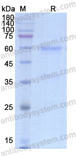 Recombinant ASFV Phosphoprotein p30/p32 Protein, C-Fc
