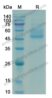 Recombinant HRSV-A2 Pre-F/Fusion glycoprotein F0 Protein, C-His-Strep