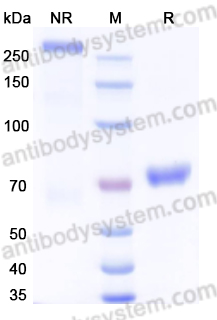 Recombinant HRSV Fusion glycoprotein F0 Protein, C-His-Strep