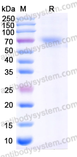 Recombinant HRSV F/Fusion glycoprotein F0 Protein, C-His