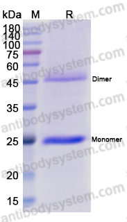 Recombinant HBV S/L-HBsAg/L glycoprotein Protein, C-S Tag