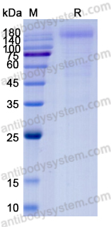 Recombinant HIV1 GP140 Protein, C-His