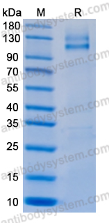 Recombinant TAFV GP1 Protein, C-Fc