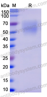 Recombinant VZV/HHV3 gE/ORF68 Protein, C-His