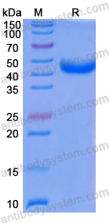 Recombinant HHV2/HSV2 gD/US6 Protein, C-His