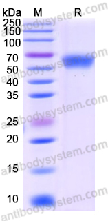 Recombinant MERS-CoV S/Spike glycoprotein (NTD) Protein, C-His