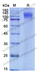 Recombinant HIV1 gp120/SU Protein, C-His