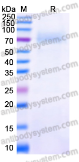 Recombinant Nipah virus G protein/Glycoprotein G Protein, C-His