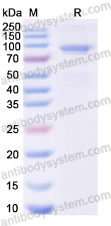 Recombinant CHIKV Spike glycoprotein E1 Protein, C-Fc