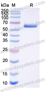 Recombinant VSIV G protein/Glycoprotein G Protein, C-Strep