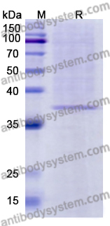 Recombinant ASFV I267L Protein, C-His