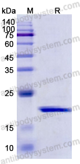 Recombinant ASFV E184R Protein, C-His