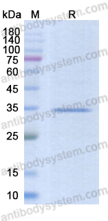 Recombinant ASFV F317L Protein, C-His