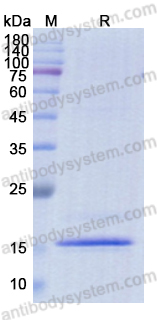 Recombinant CSFV N-Pro Protein, C-His