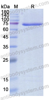 Recombinant ASFV F778R Protein, C-His