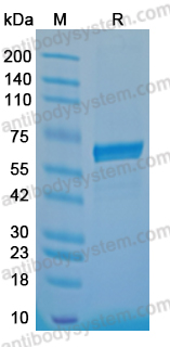 Recombinant Monkeypox virus (MPXV) H3L Protein, C-Fc