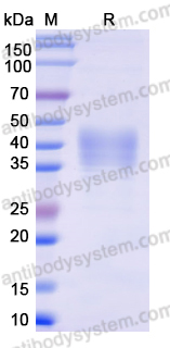 Recombinant Monkeypox virus/MPXV E8L Protein, C-His