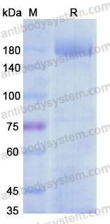 Recombinant SARS-CoV S/Spike glycoprotein Protein, C-His