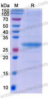 Recombinant MERS-CoV S/Spike glycoprotein (RBD) Protein, No tag