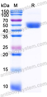 Recombinant BVDV Glycoprotein E2 Protein, C-His