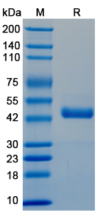 Recombinant BVDV Glycoprotein E2/gp53 Protein, C-His