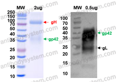 Recombinant EBV/HHV4 gH & gL & gp42 Trimer Protein, C-Strep & C-His & C-His