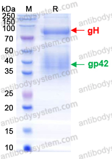 Recombinant EBV/HHV4 gH & gp42 Complex Protein, C-Strep & C-His