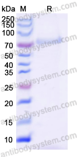 Recombinant EBV/HHV-4 gH/BXLF2 Protein, C-Strep