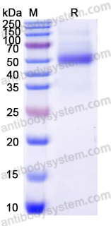 Recombinant DENV-2 NS1/Non-structural protein 1 Protein, C-His