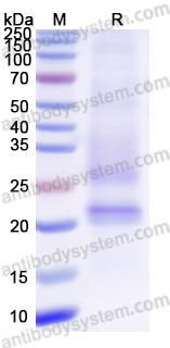 Recombinant ASFV p54/pE183L Protein, C-His