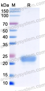 Recombinant Monkeypox virus/MPXV C15L Protein, C-His