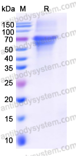 Recombinant Mojiang virus/MojV G/Glycoprotein Protein, N-Strep & C-Strep