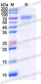 Recombinant Mojiang virus/MojV G/Glycoprotein Protein, C-Strep