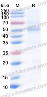 Recombinant Langya virus/LayV G/Glycoprotein, C-His