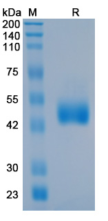 Recombinant HSV-1/HHV-1 gD Protein, C-His