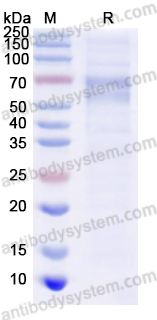 Recombinant HMPV F/Fusion glycoprotein F0 Protein, C-His