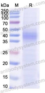 Recombinant MARV GP2/Envelope glycoprotein 2 Protein, C-His