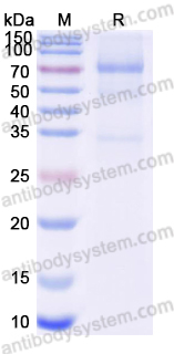 Recombinant MARV GP2/Envelope glycoprotein 2 Protein, C-Fc