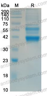 Recombinant MARV GP/Envelope glycoprotein Protein, C-His
