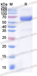 Recombinant MACV GP1 Protein, C-Fc