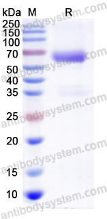 Recombinant JUNV GP1 Protein, C-Fc