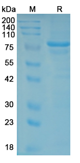 Recombinant JEV NS1/Non-structural protein 1 Protein, C-Fc