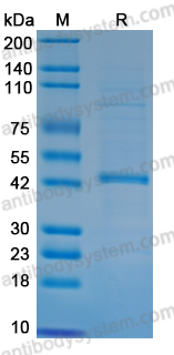 Recombinant TBEV Envelope protein E Protein, C-His