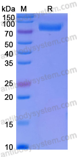 Recombinant CSFV E2 glycoprotein Protein, C-Fc (Pig IgG3)