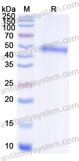 Recombinant CSFV E2 glycoprotein Protein, C-Strep-His