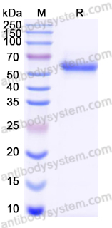 Recombinant PEDV S/Spike glycoprotein Protein, C-His