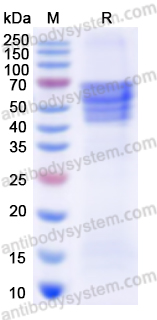 Recombinant MeV H/Hemagglutinin glycoprotein Protein, C-His