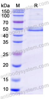 Recombinant BK polyomavirus/BKPyV Major capsid protein VP1 Protein, C-Strep